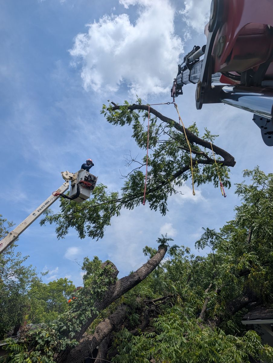Tree Removal for Mitchell Tree Company in Lathrop, MO