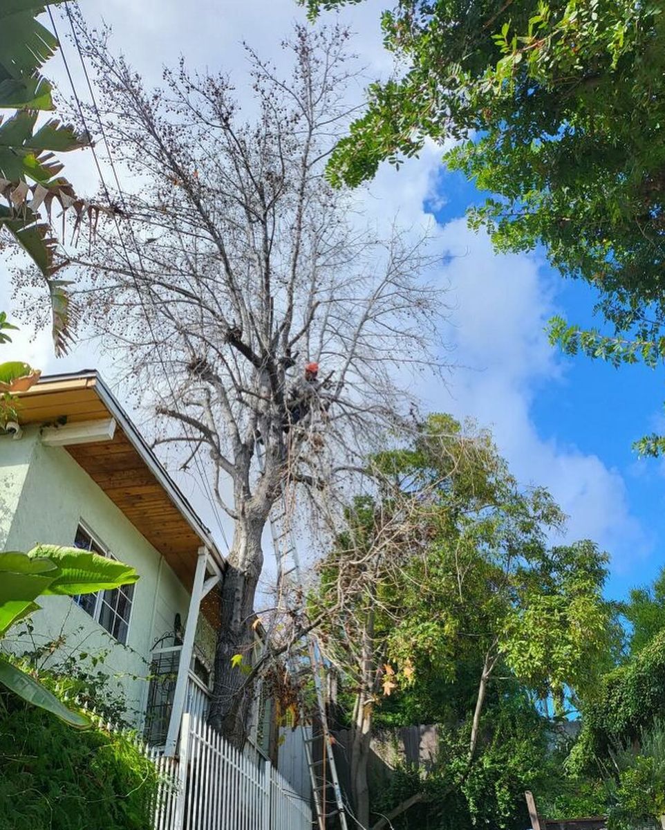 Tree Trimming for Maya Tree Service in La Puente, CA