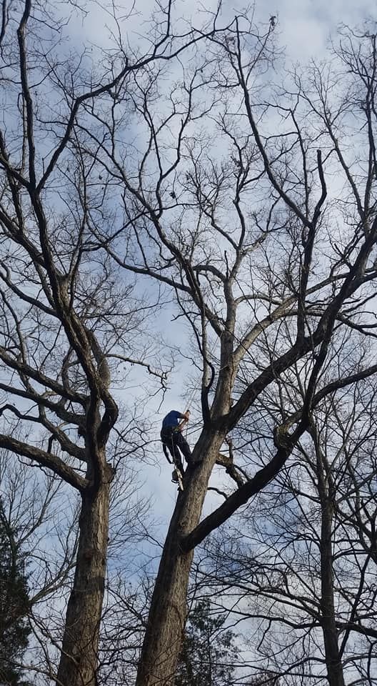 Tree Trimming for Rush Tree Specialist in Knoxville, TN