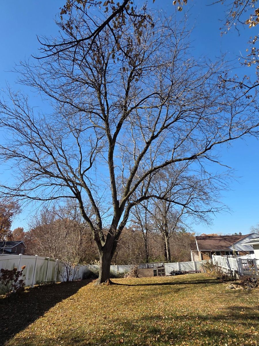 Tree Trimming for Lawn Ranger Yard And Tree Service LLC in Ottumwa, IA