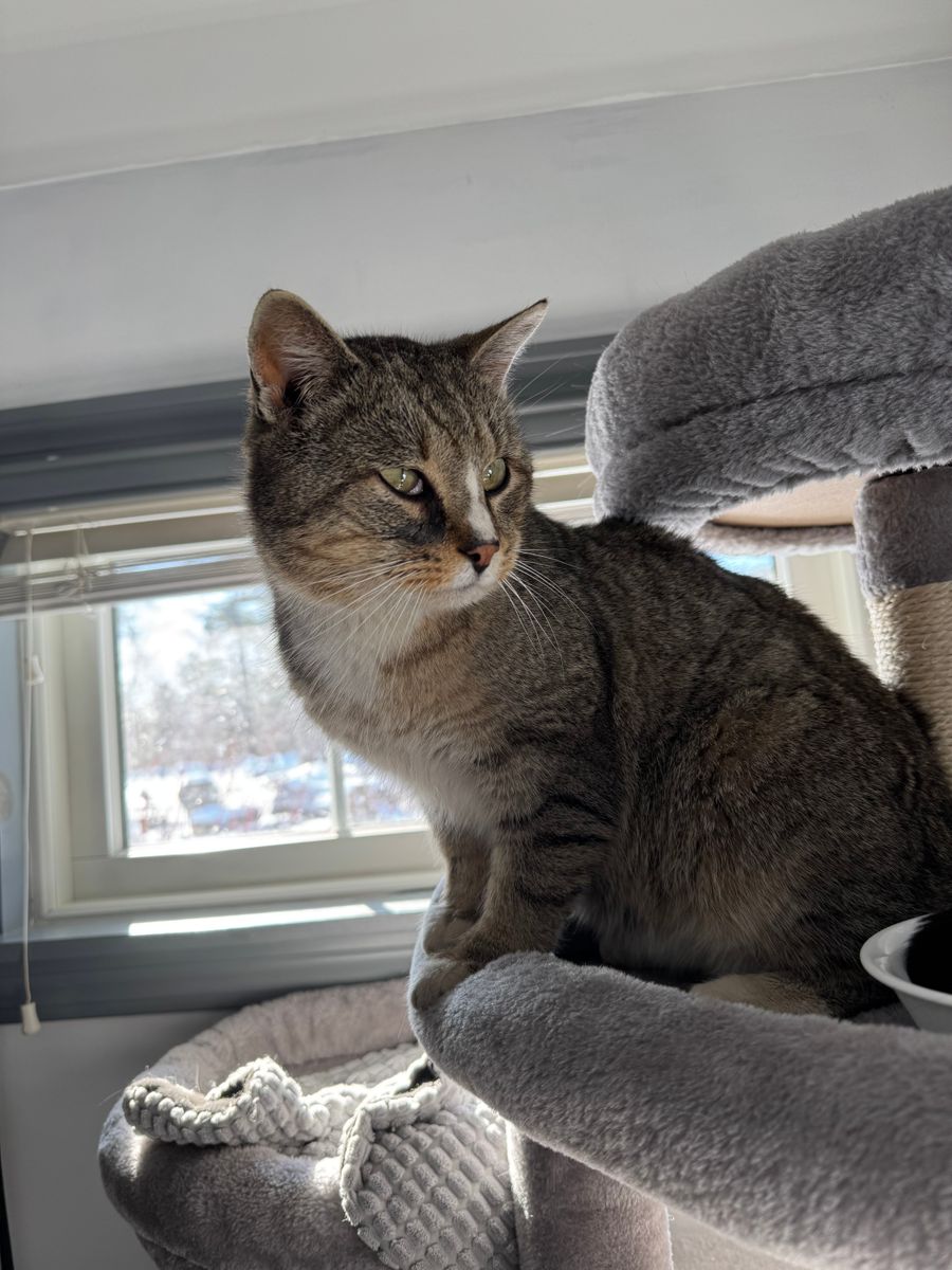 Animal Rescue for Sullivan Sanctuary of Maine in Brunswick, ME