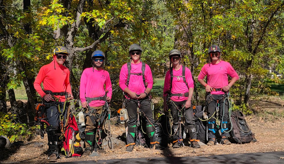 Tree Removal for StockPro Tree Specialists in Show Low, AZ
