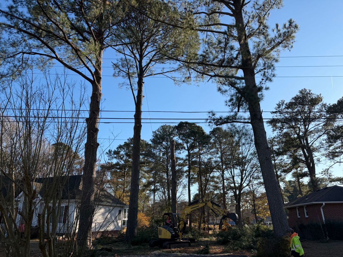 Tree Removal for Tidewater Tree Service in Chesapeake, VA