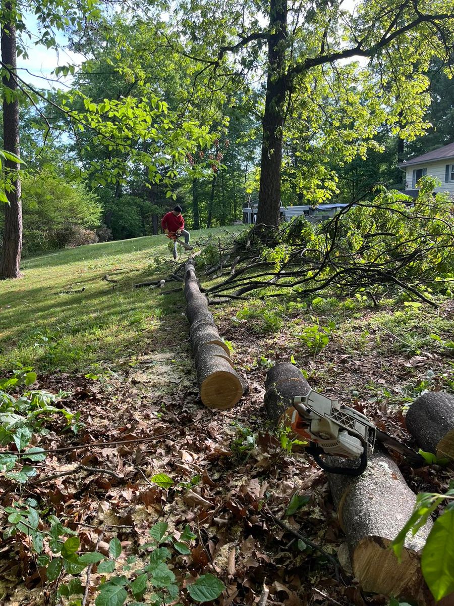 Tree Removal for Scott’s Tree Service, LLC in Winchester, VA