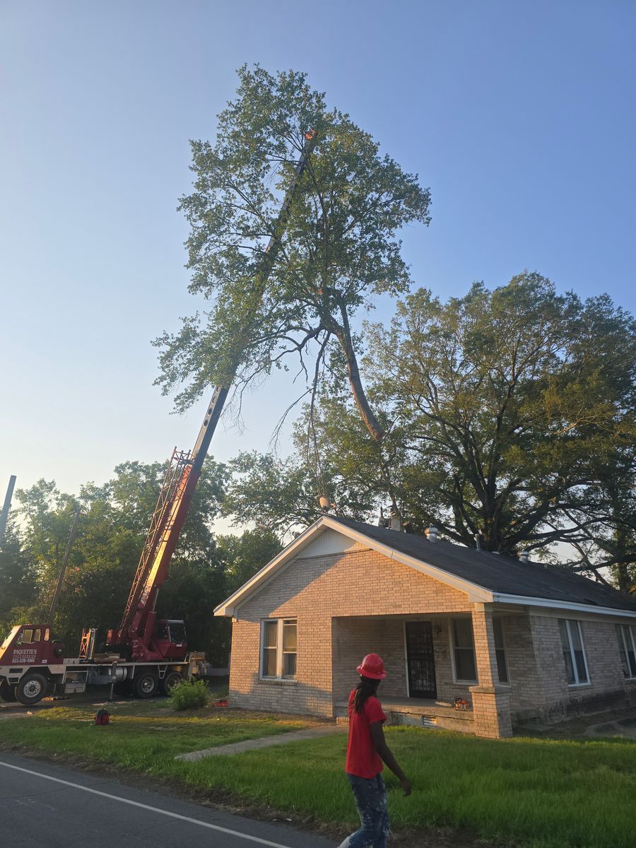Tree Removal for Paquette's Tree Service in Malvern, AR