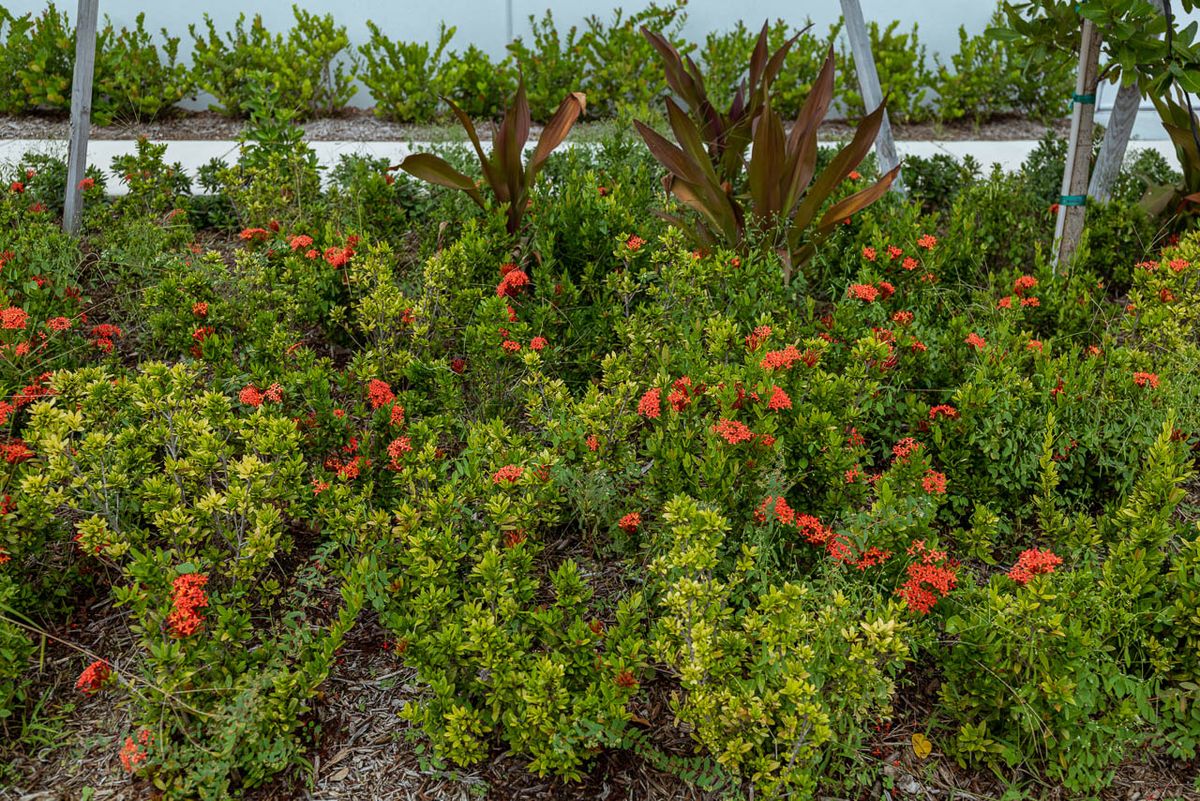 Landscaping for Arazoza Brothers Corporation in Miami, FL
