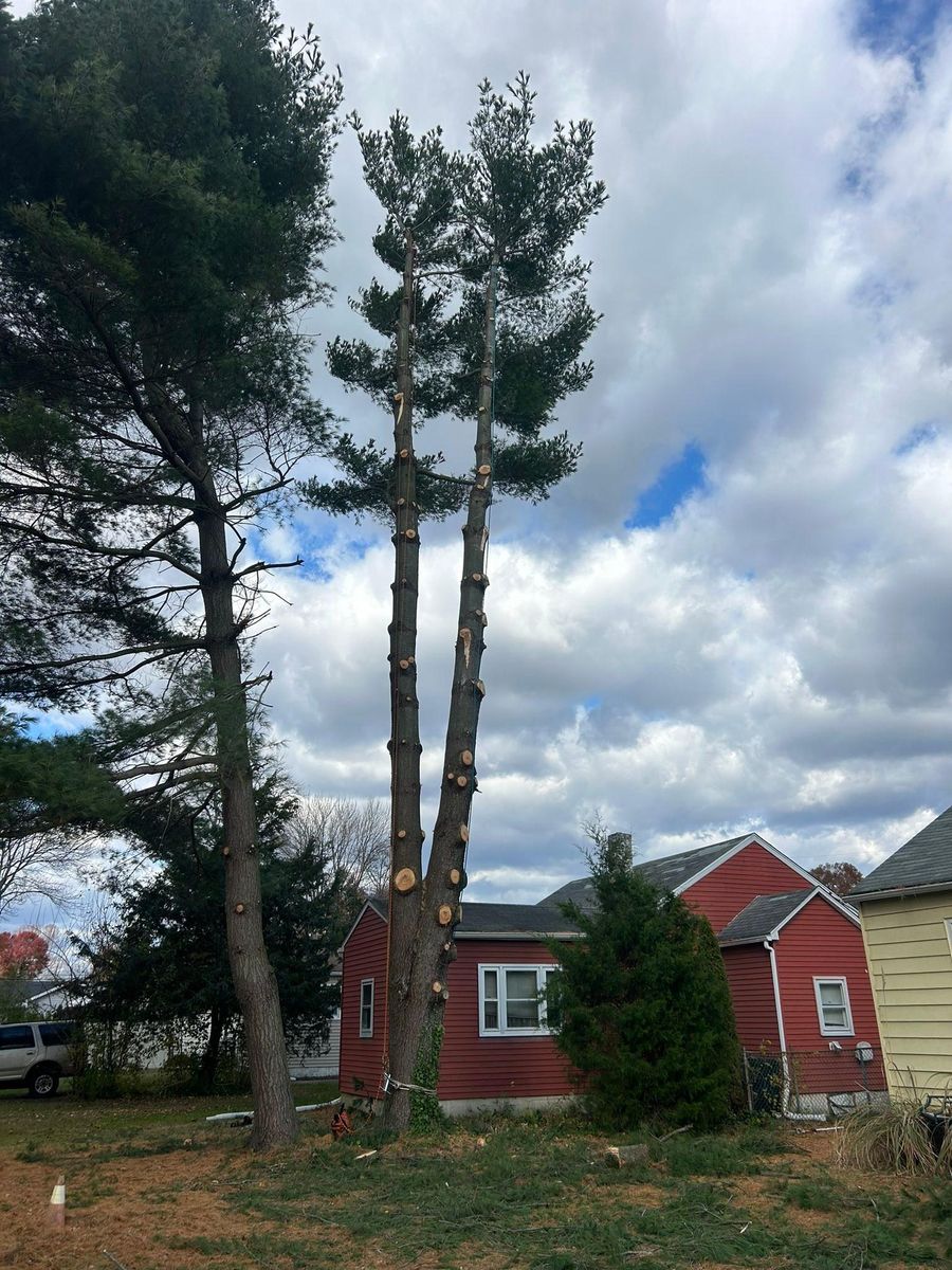 Tree Trimming for Hingewood Tree Service in Salem, NJ