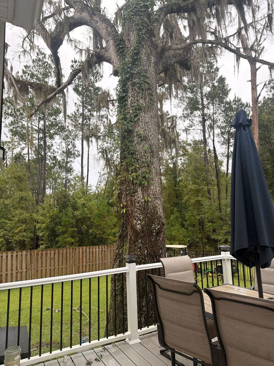 Tree Removal for Hawkins Tree Service & Land Management in Richmond Hill, GA