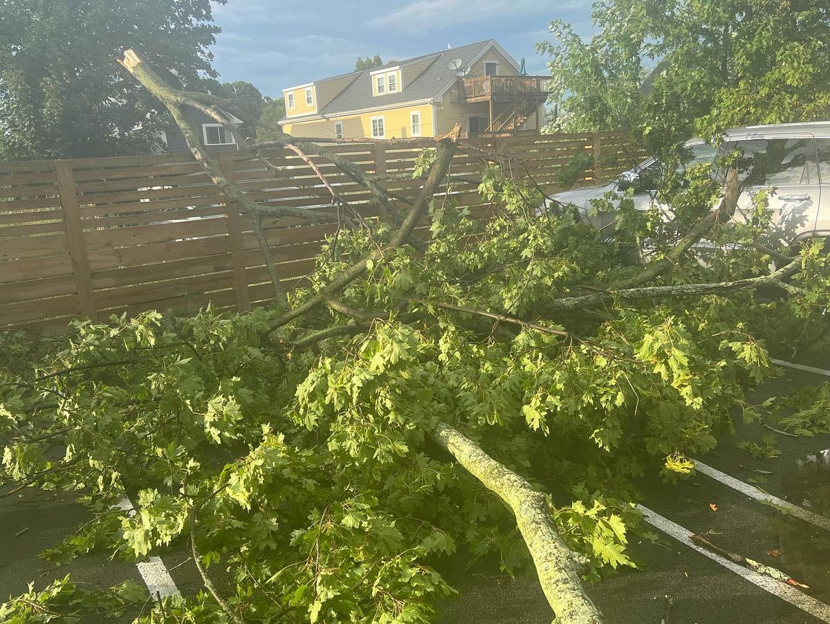 Tree Removal for Zammito Landscape Construction in Dorchester, MA