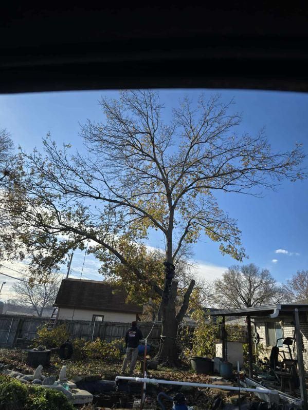 Fall Clean Up for Oklahoma Tree Guy in Bartlesville, OK