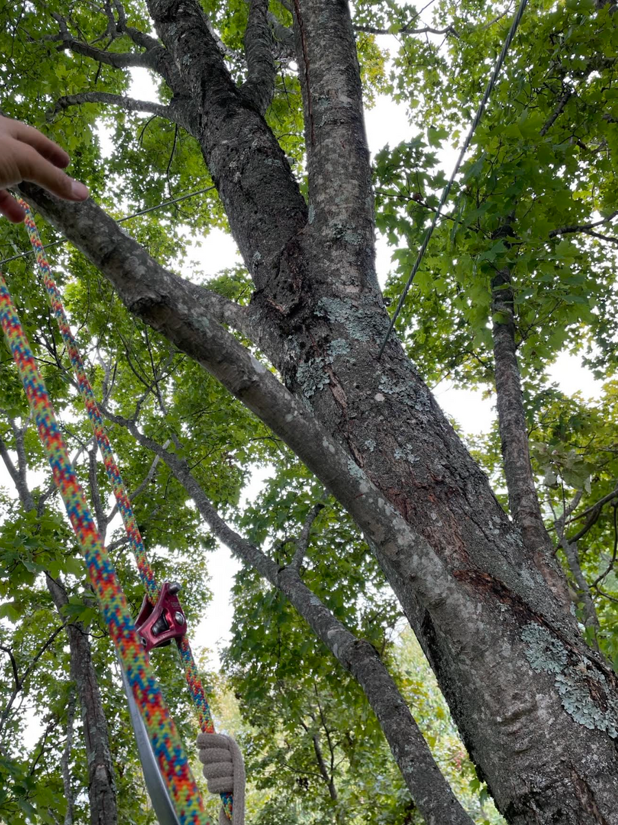 Cabling and Bracing for Settle Tree Services in Knoxville, TN