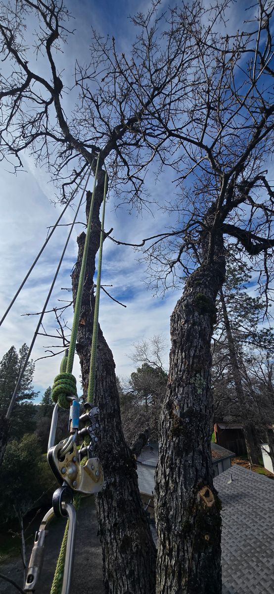 Tree Trimming for George Staddan's Professional Tree Care in Placerville, CA
