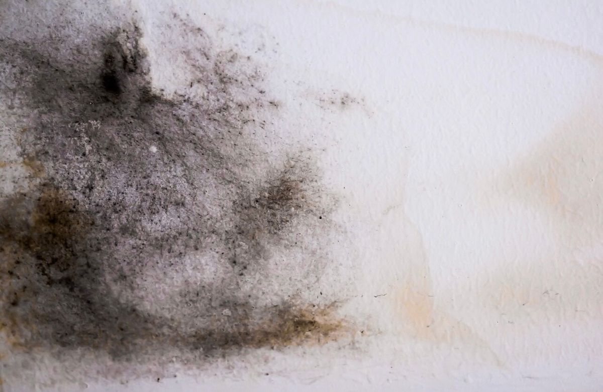 Mold Remediation for All Clear Restoration in Clallam County, WA