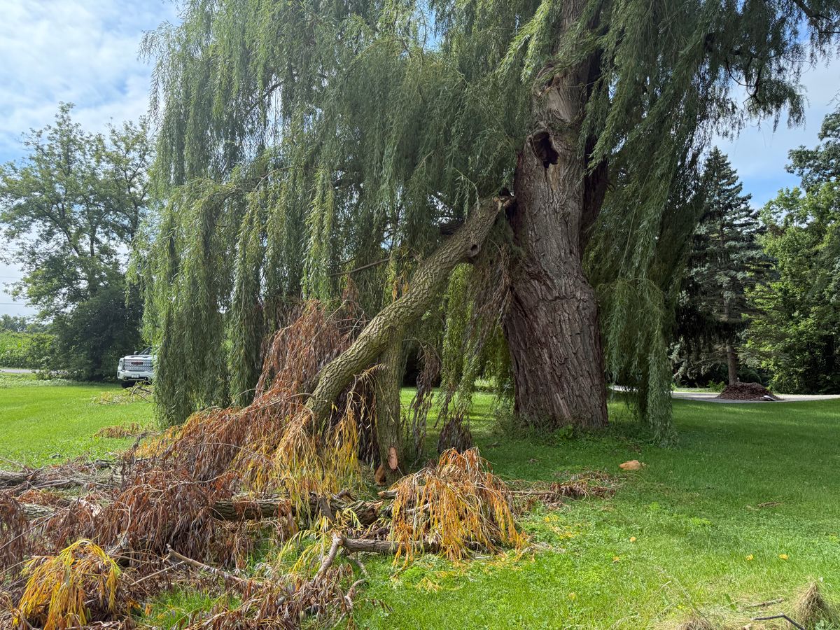 Spring Clean Up for Perfect Lawn Solutions LLC in Marshall, WI