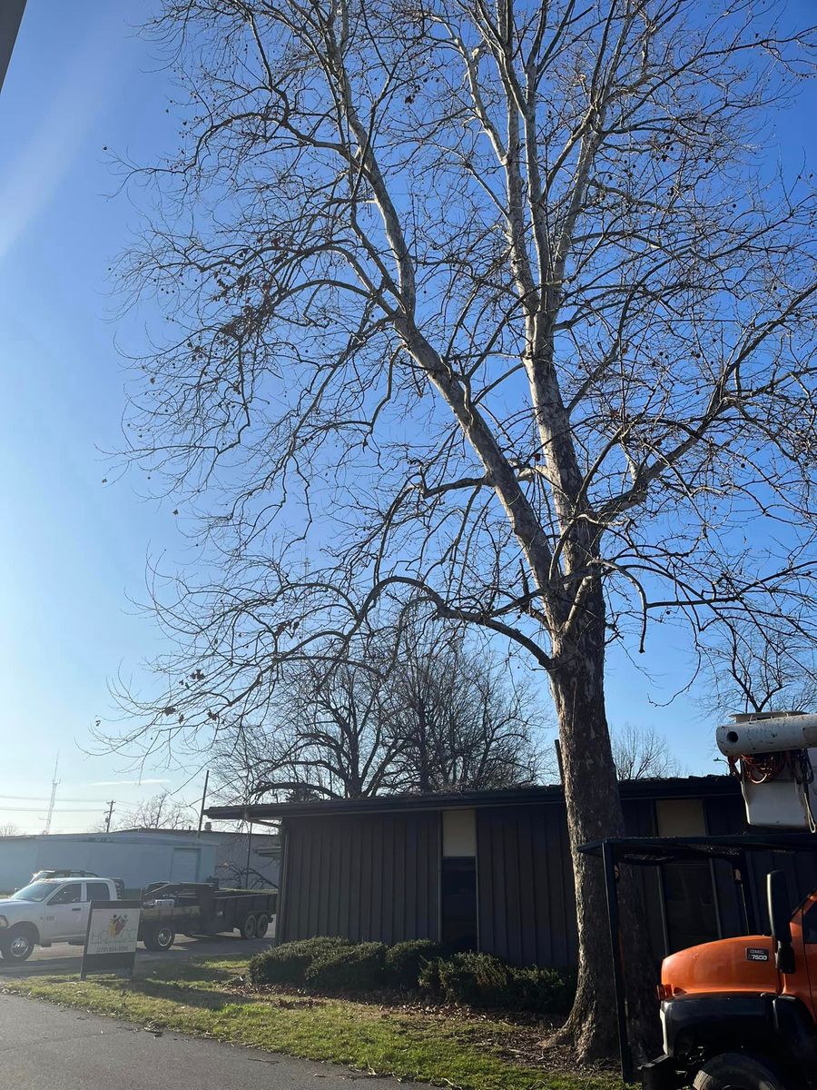 Emergency Tree Services for Curtis Tree Service LLC in Hopkins County, KY