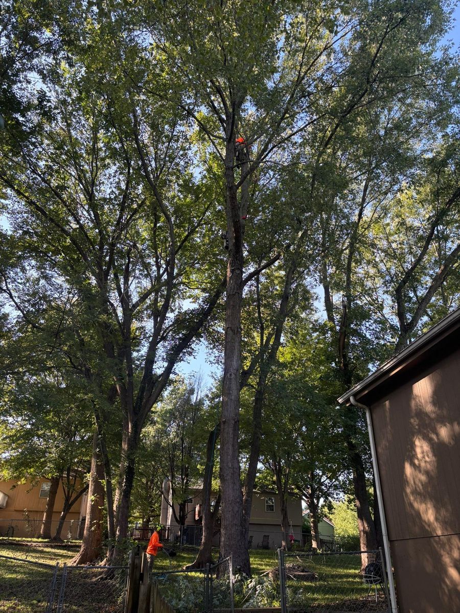 Tree Trimming for Cross Family Tree Service in Kearney, MO