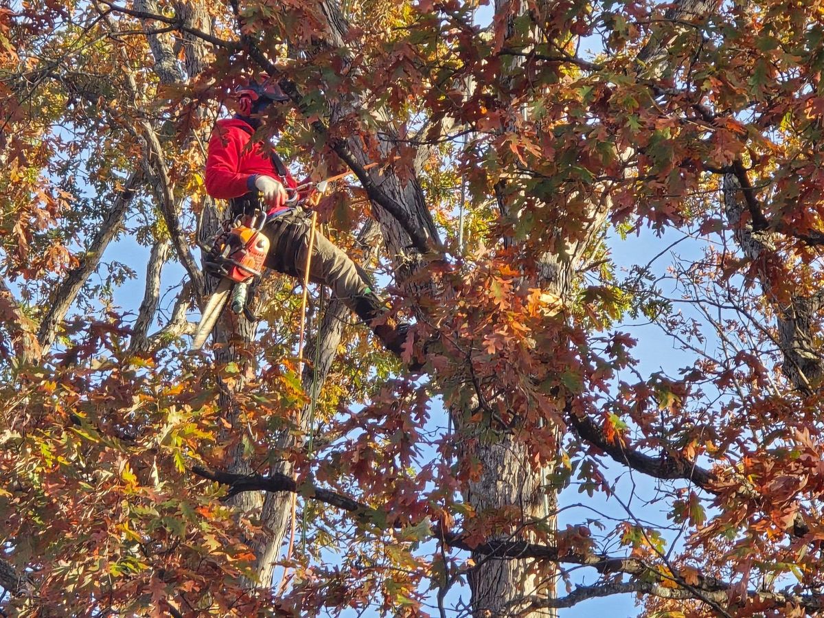 Tree Trimming for W D Giampa Lawns and Landscape Inc. in Manassas, VA