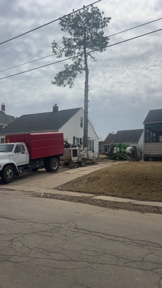 Tree Removal for Fransen's Tree Service  in Freeport, IL