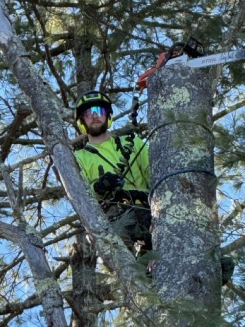 Tree Removal for Abair Tree Service in Weare, NH