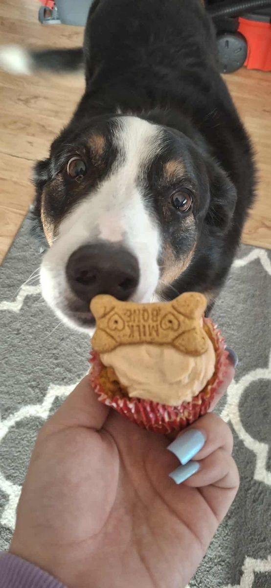 Adoption for Curbside Clips Mobile Grooming in Roachdale, Indiana