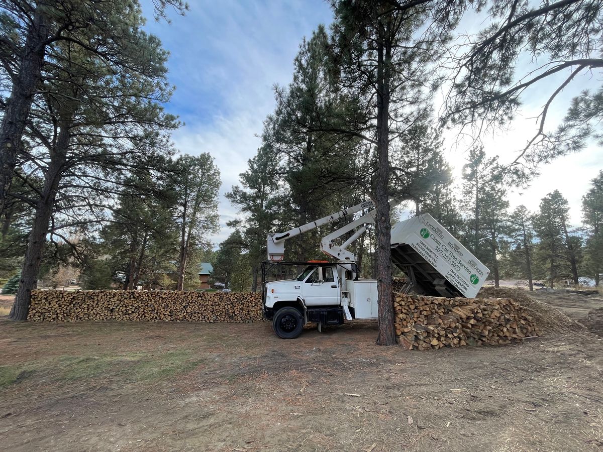 Tree Trimming for Clean Cut Tree Service in Gillette, WY