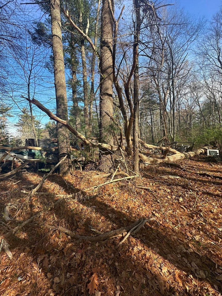 Tree Trimming for Silver City Tree and Landscape in Taunton, MA