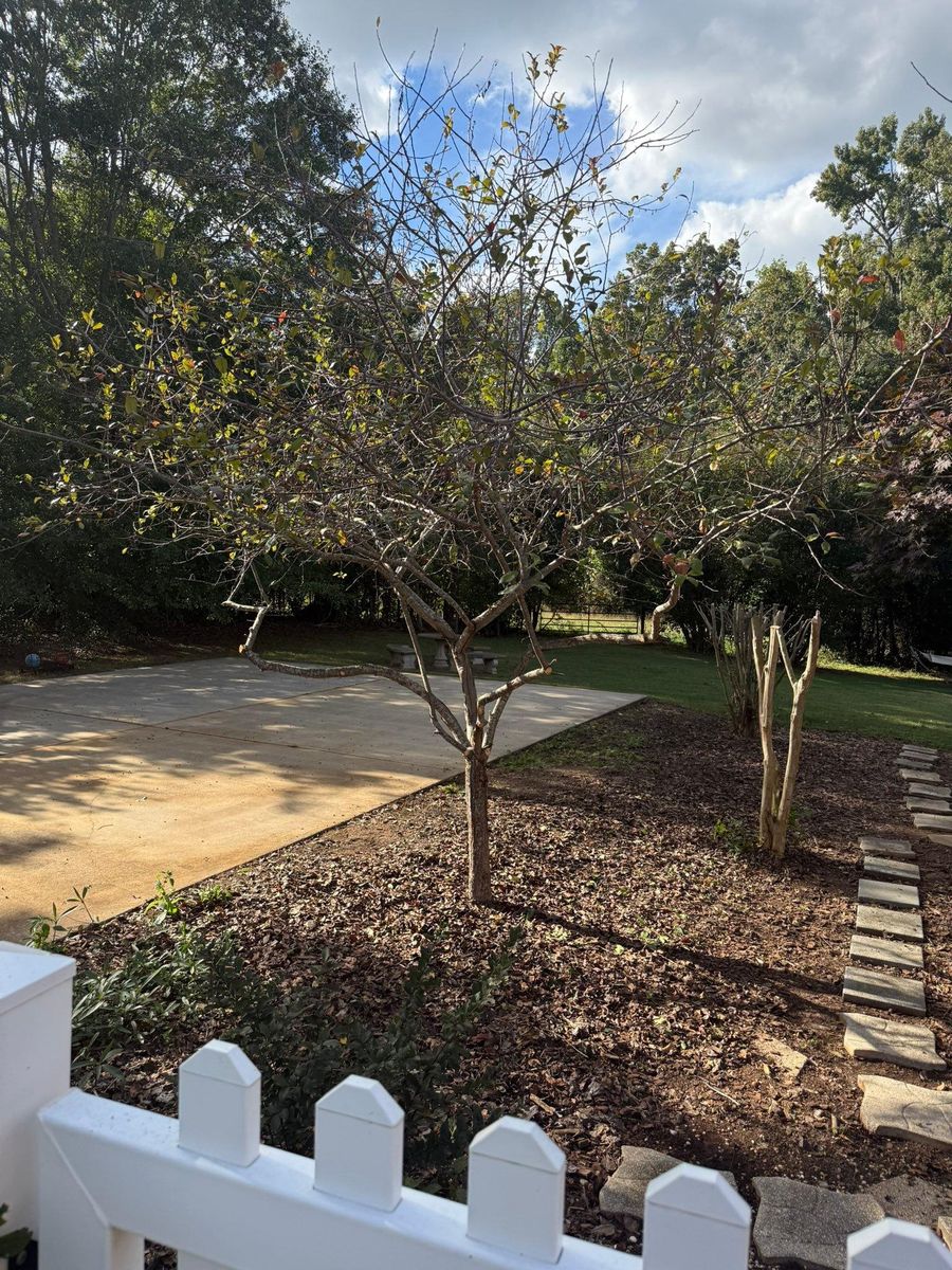 Fall Clean Up for Brooks Tree Service, LLC in Casar, NC