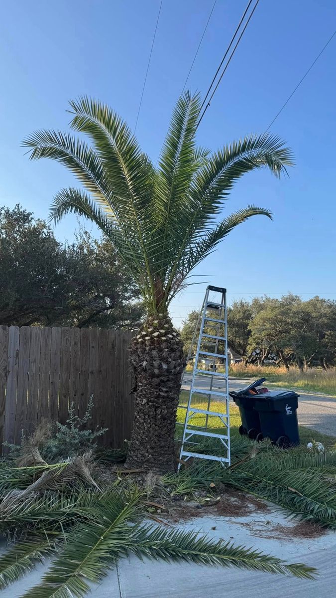 Tree Trimming & Removal for CRM Palm & Landscaping in Rockport, TX