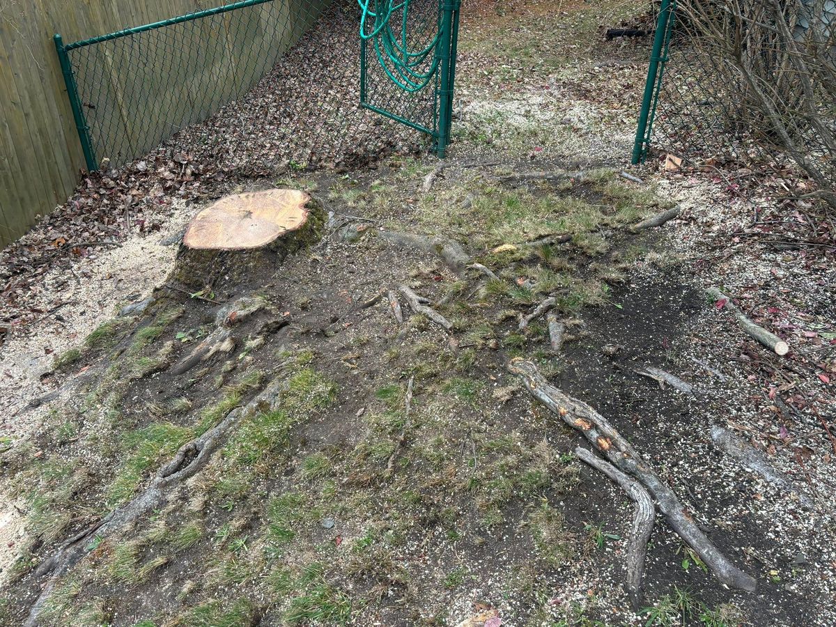 Tree Removal for T's Trees in Albany, NY