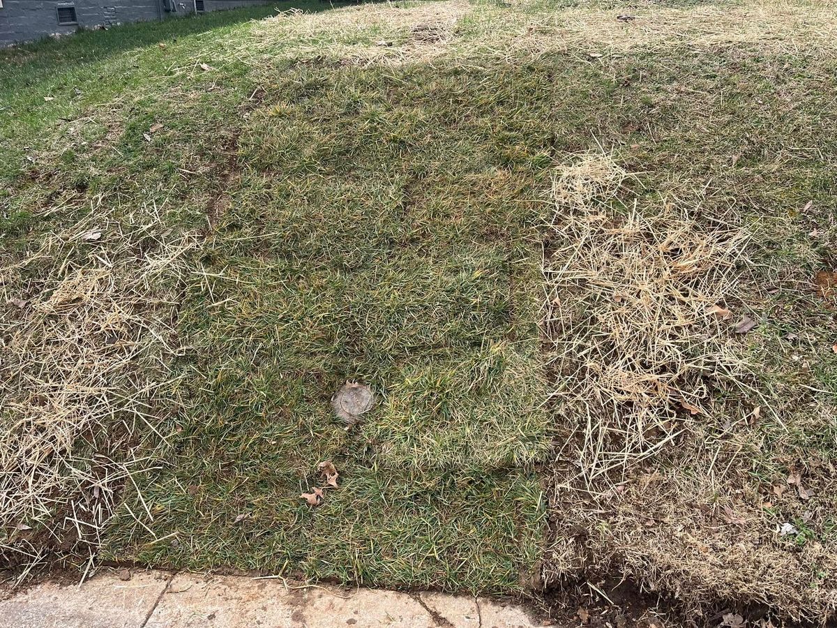 Sodding for Real Deal Lawn Care in Goodlettsville, TN