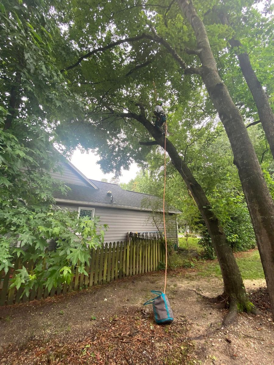 Tree Trimming for MTJ Tree Removal LLC in Zebulon, NC