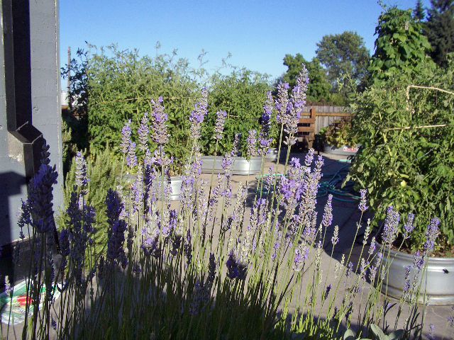 Garden Roofs for Anderson Roofing in Portland, OR