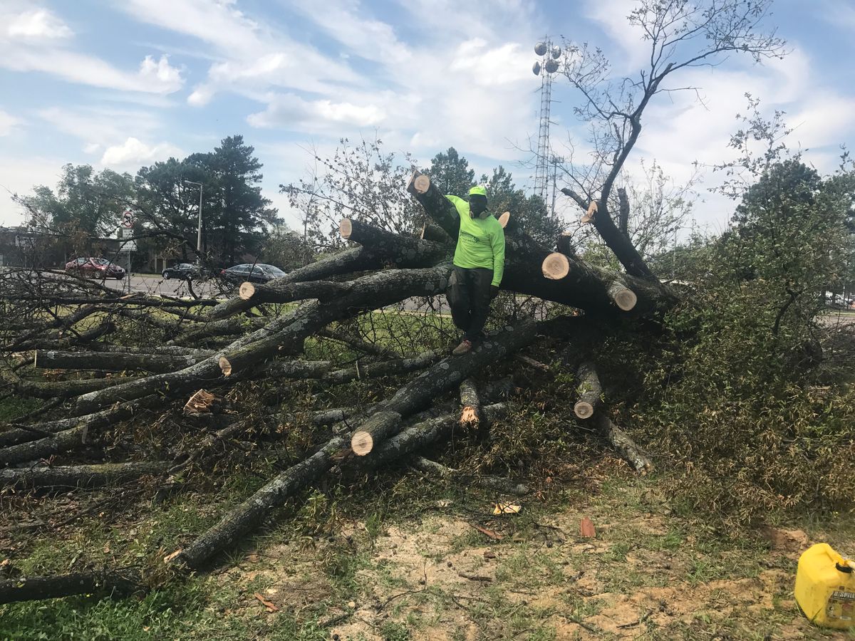 Tree Service for Kingdom Landscaping in Memphis, TN