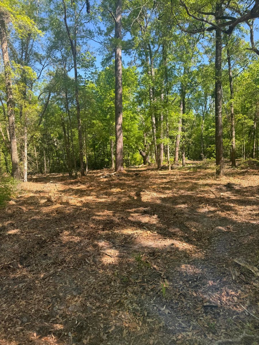 Forestry Mulching for Dude Crew's in Bristol, FL