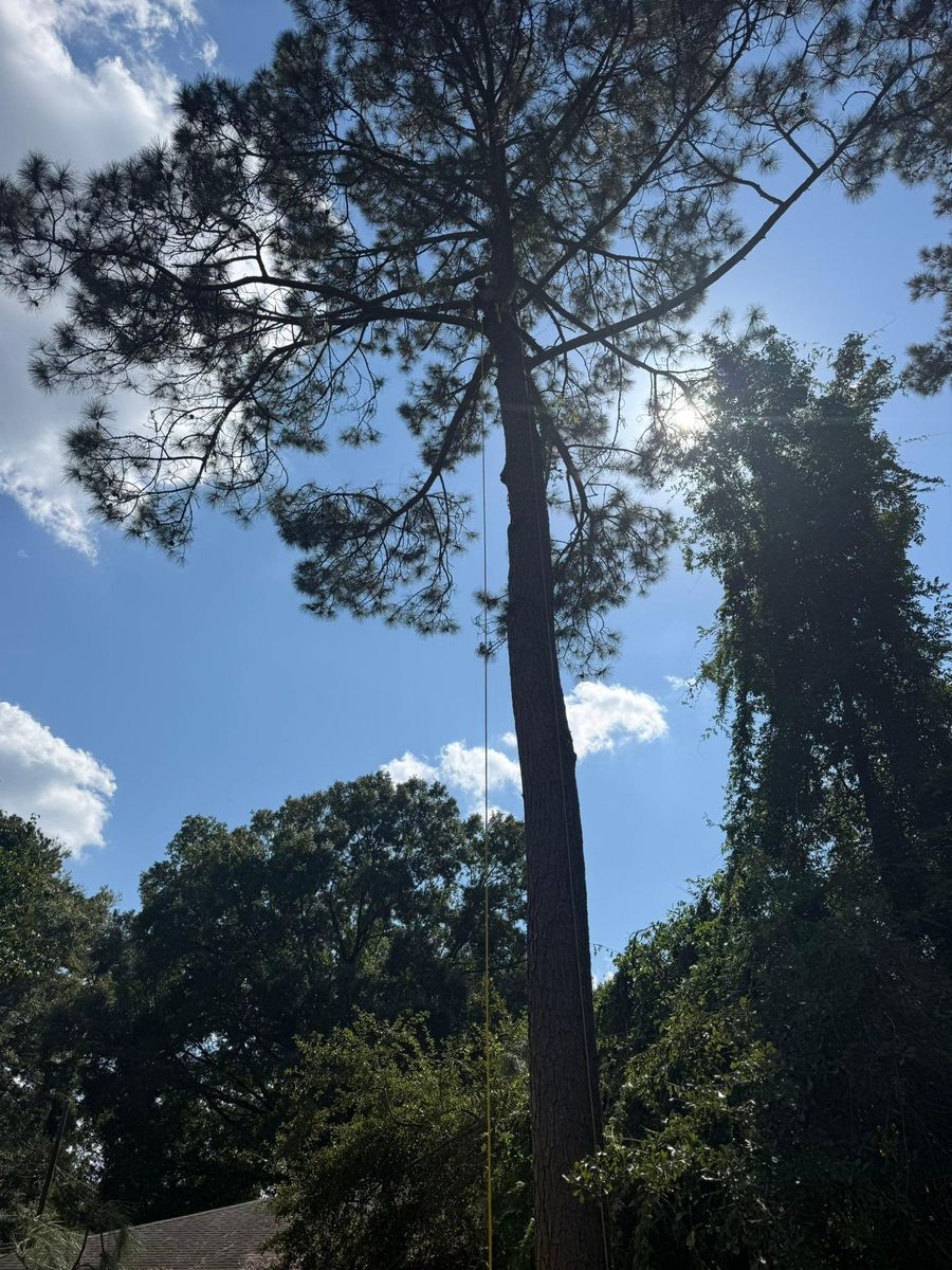 Tree Removal for Hawkins Tree Service & Land Management in Richmond Hill, GA