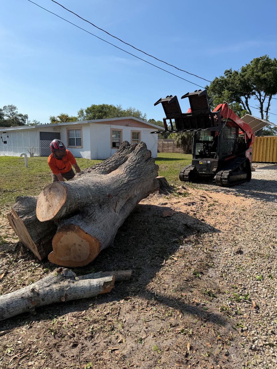 Tree Removal for Damian’s Tree Care in Sarasota, FL