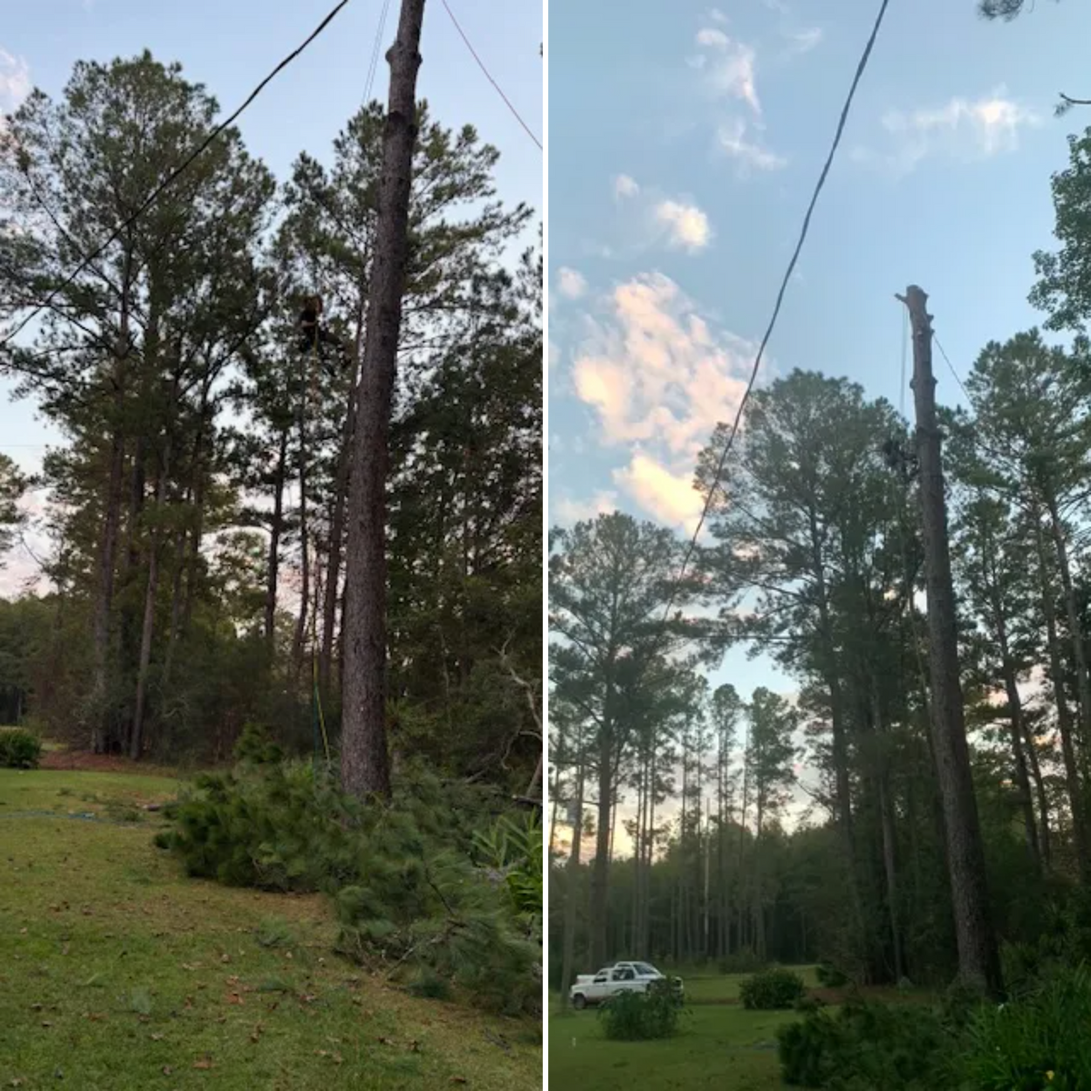 Tree Removal for Hawkins Tree Service & Land Management in Richmond Hill, GA