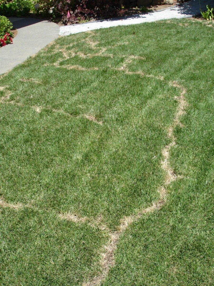 Mole Treatment for Kathleen's Lawn & Shrub Care in Augusta, GA