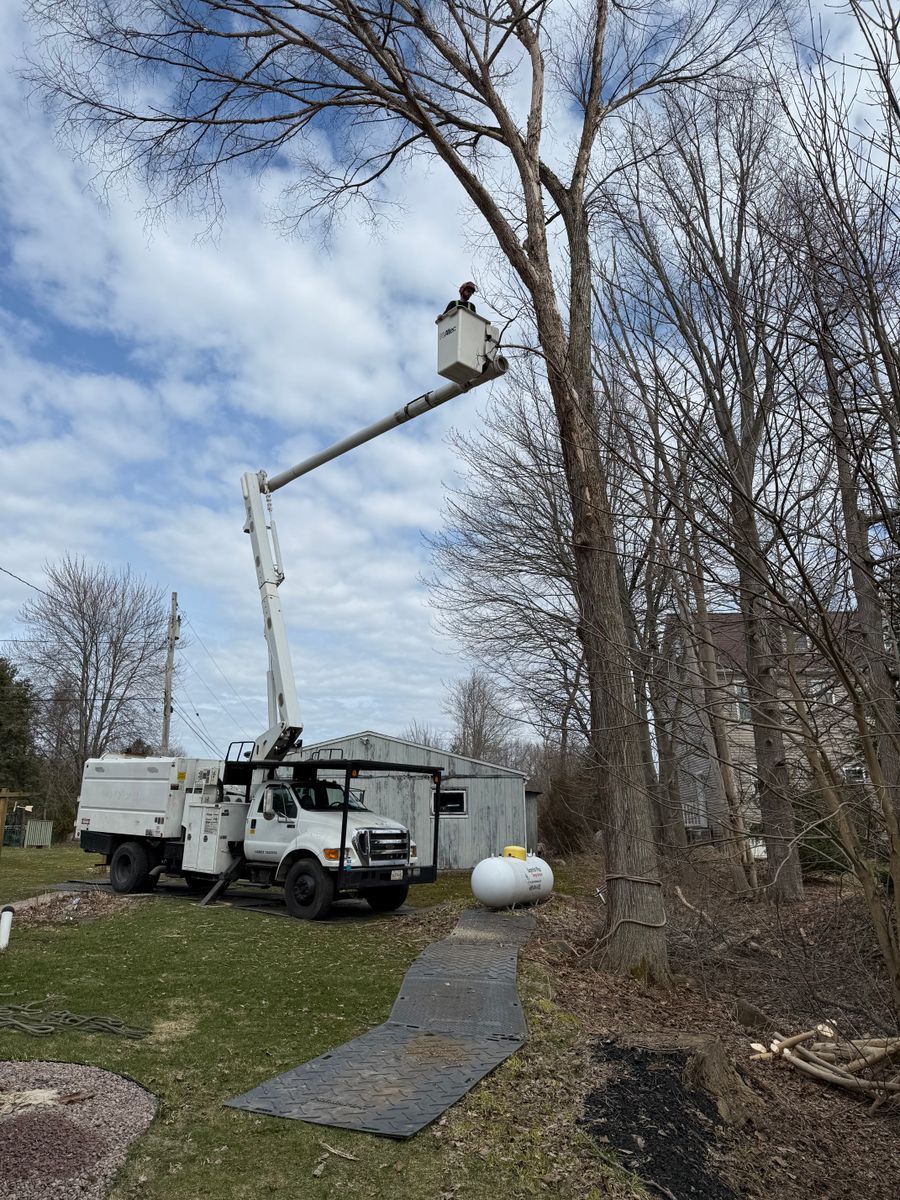 Tree Trimming for Lovenguth Logging and Tree Service in West Monroe, NY