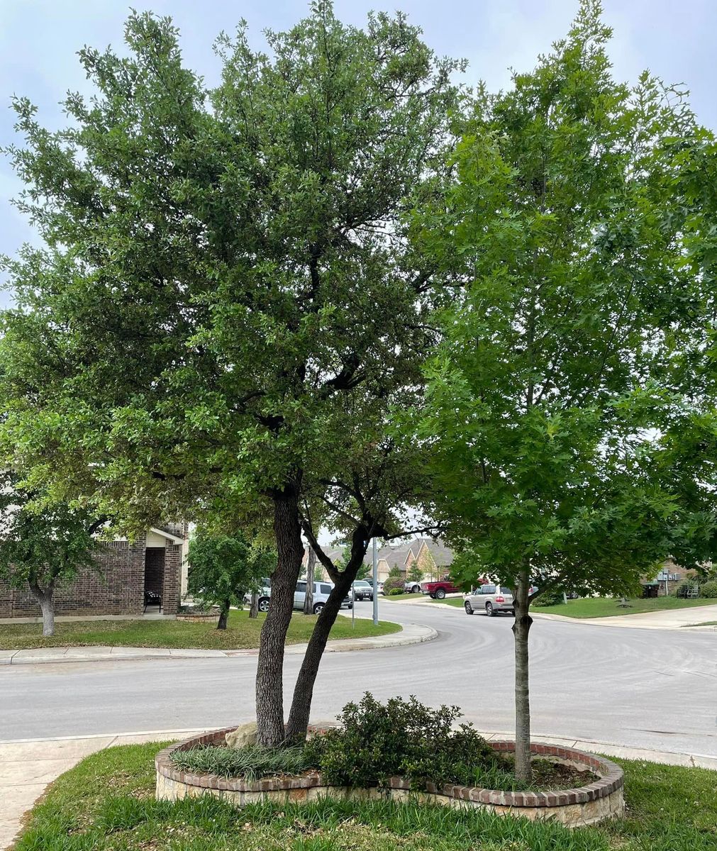 Tree Trimming for Z’s Trees LLC in Grey Forest, TX