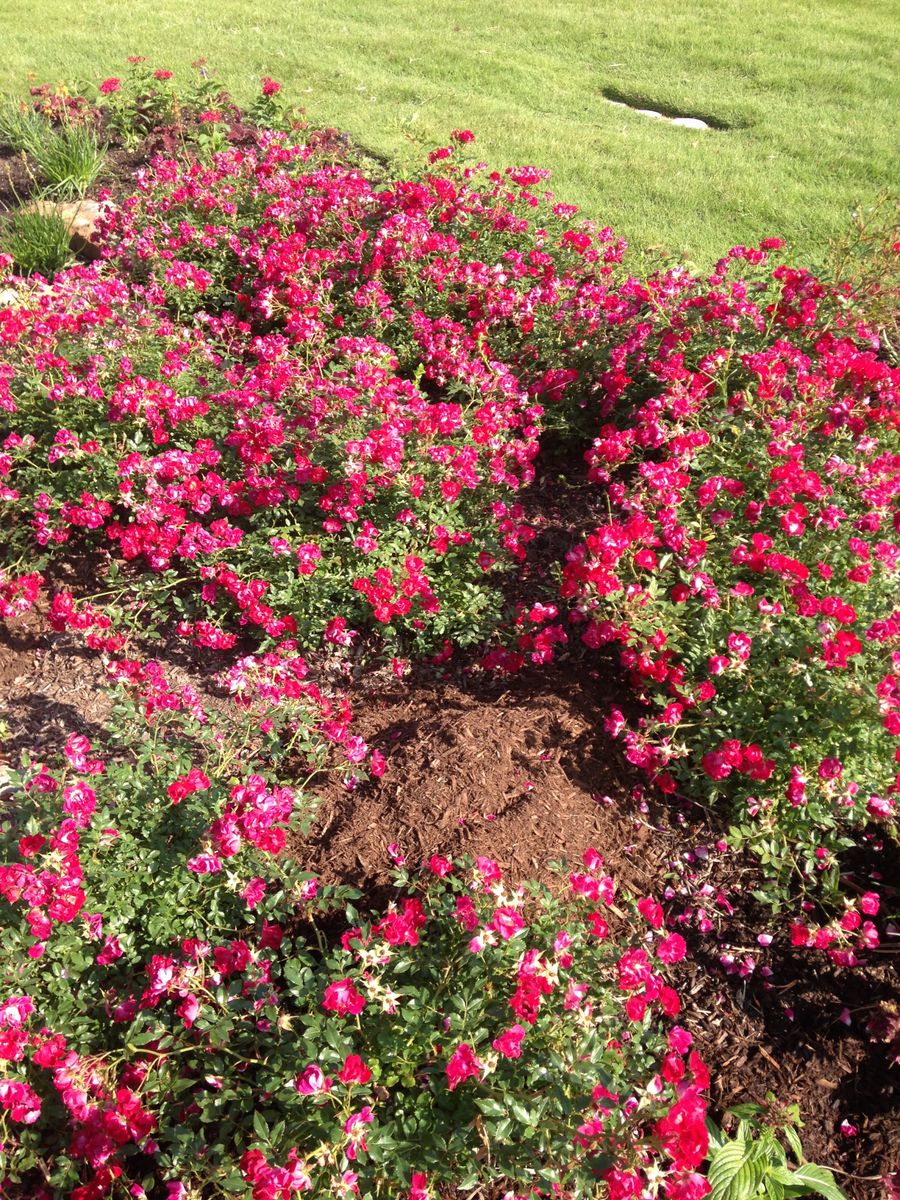 Landscape Installation for Atlas Land Design in Creekside Park, TX