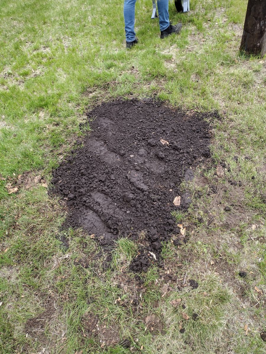 Stump Removal for Dan's tree service in Bemidji, MN