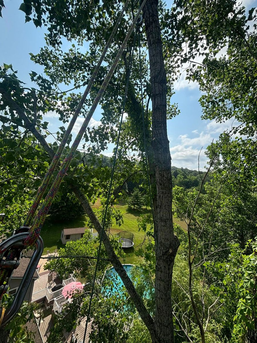 Aerial Cat Rescue for T's Trees in Albany, NY