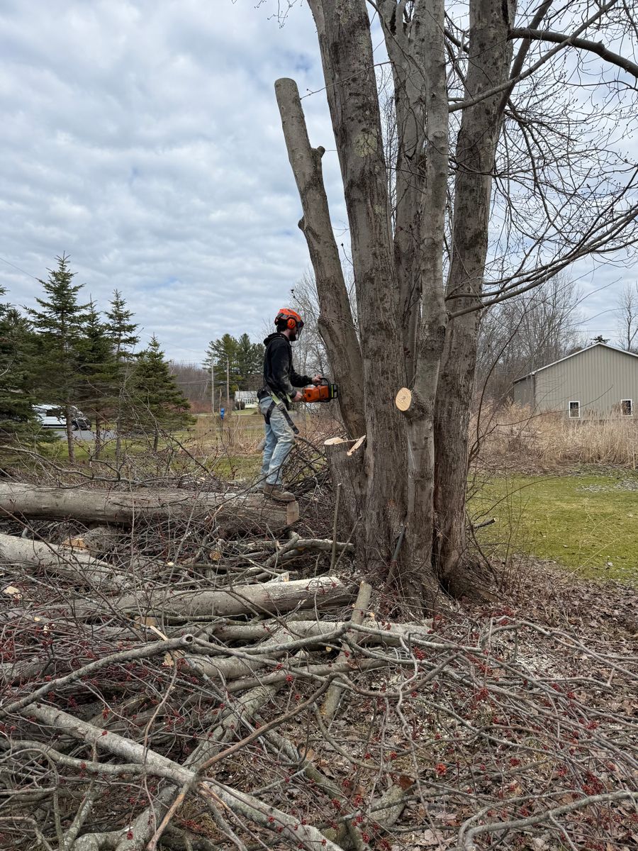 Tree Trimming for Lovenguth Logging and Tree Service in West Monroe, NY