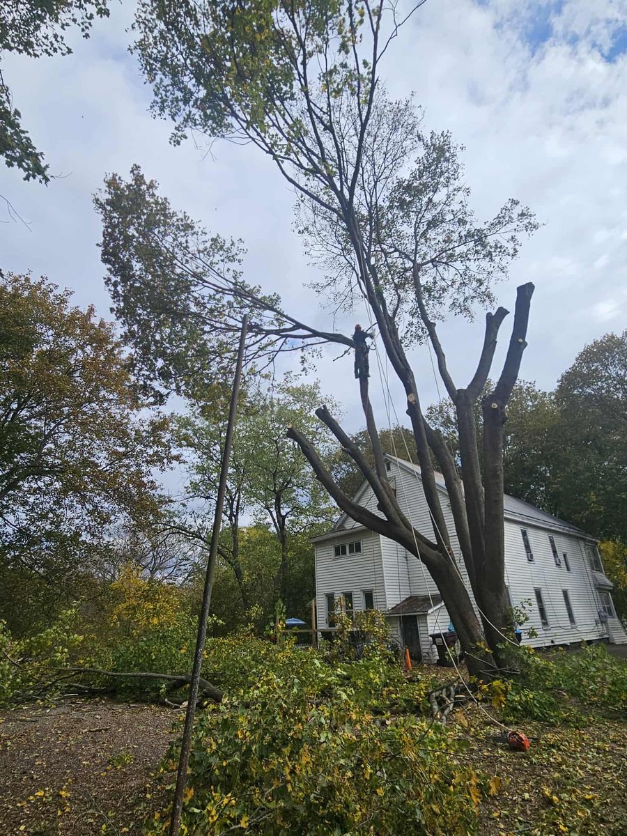 Tree Removal for T's Trees in Albany, NY