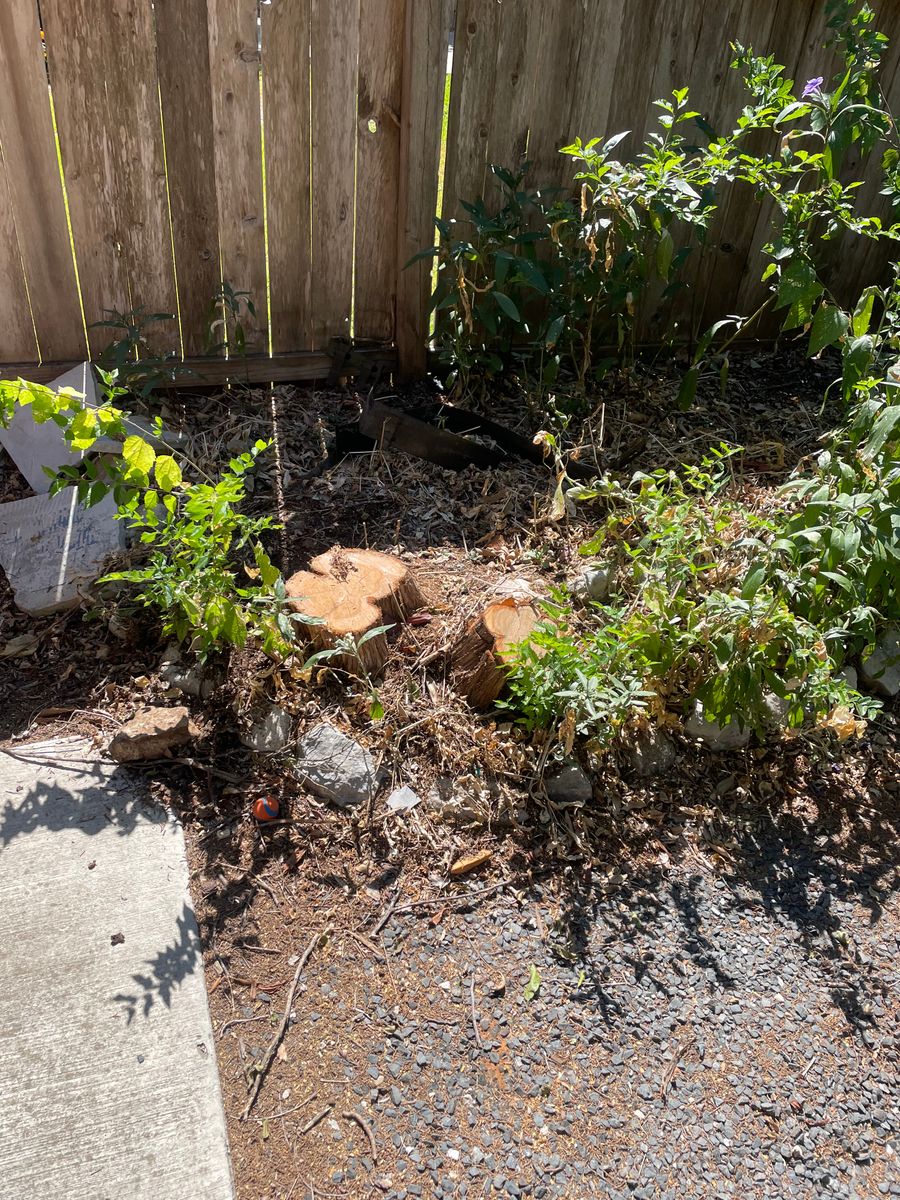 Stump Removal for Z’s Trees LLC in Grey Forest, TX