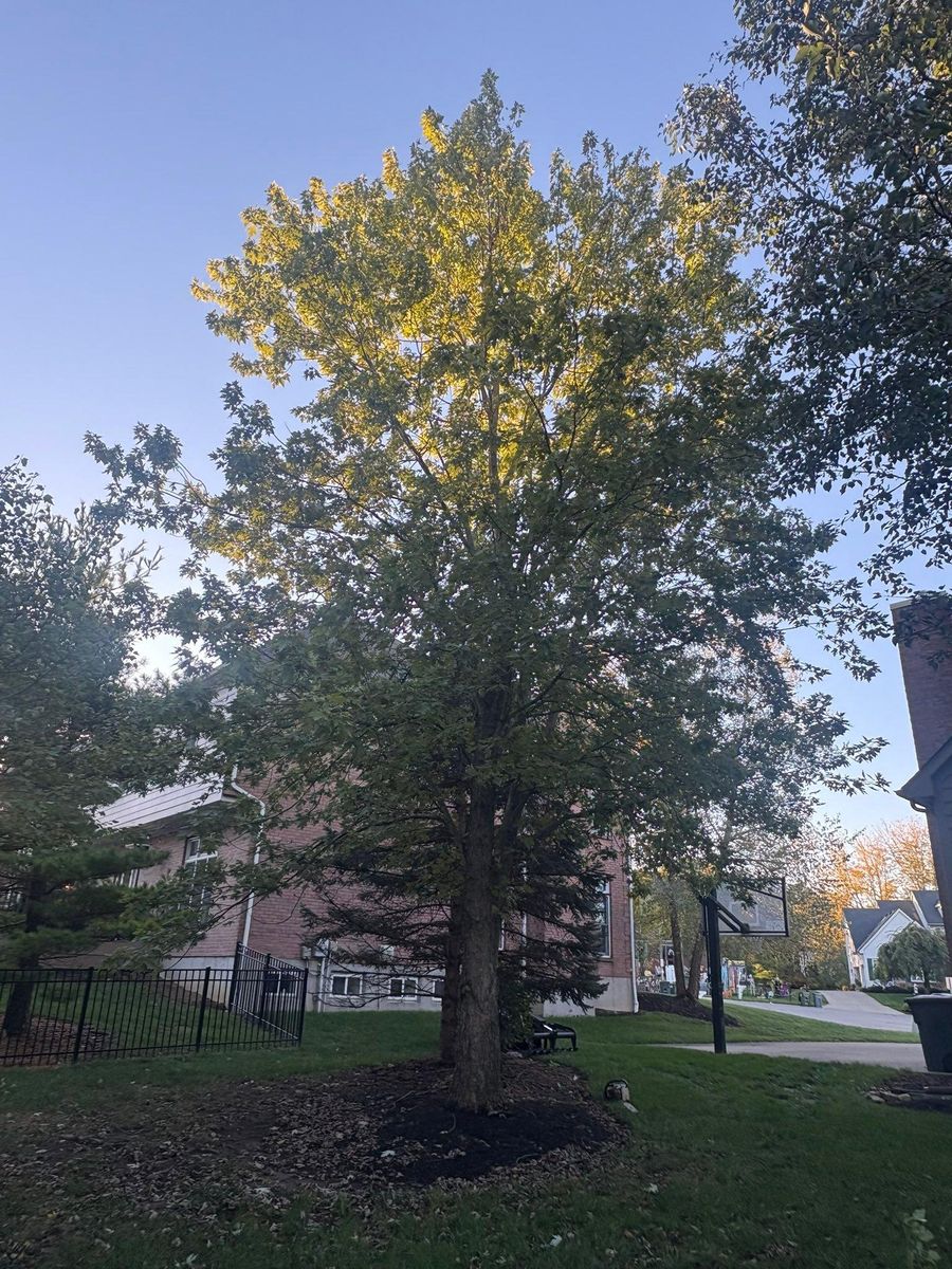 Tree Trimming for Dig-It Tree Company in Mason, OH
