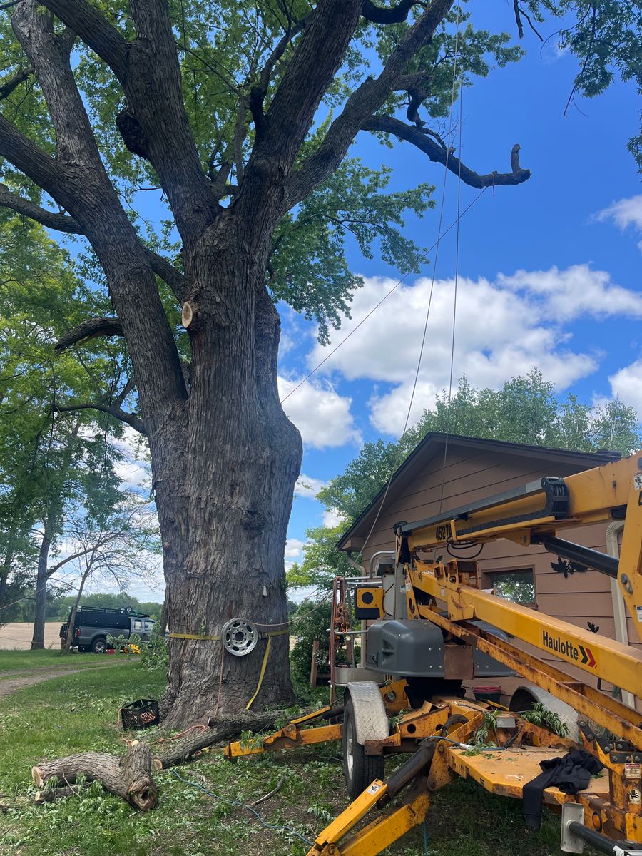 Tree Removal for K and Z Tree Care in Isanti County, MN