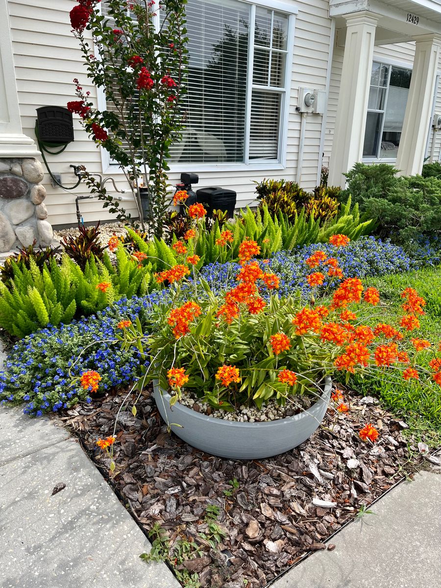 Container Gardens/ Plant Arrangments for Verimay's Garden and Landscaping in Hillsborough County, FL