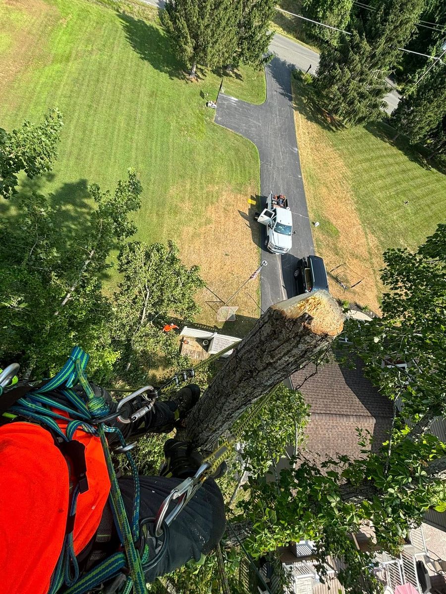 Tree Pruning for T's Trees in Albany, NY